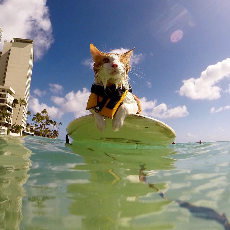 “Before he could swim confidently on his own, Kuli always wore a life jacket”