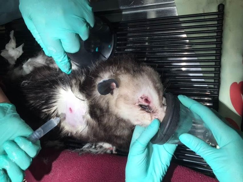 Opossum Shot With Arrows Surprises Everyone By Surviving