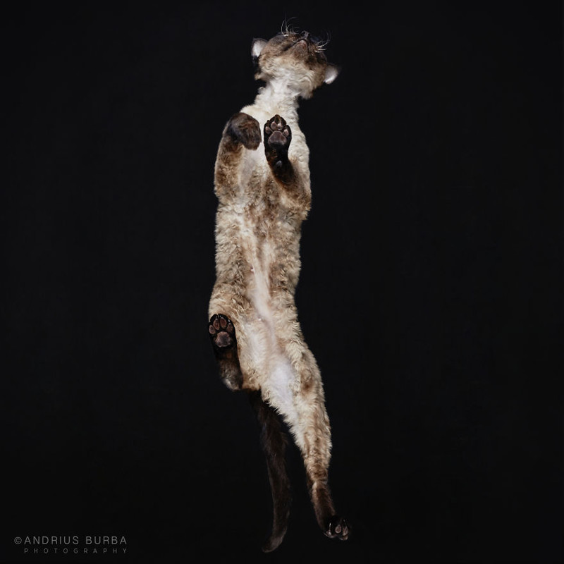 Under-Cats: I Photograph Cats From Underneath