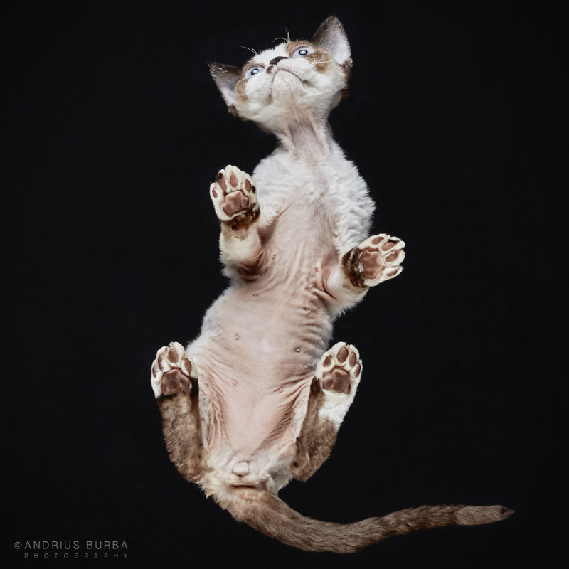 Under-Cats: I Photograph Cats From Underneath