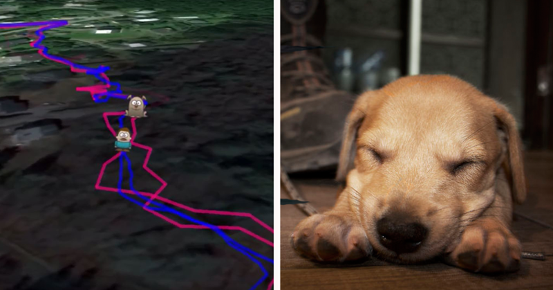 I Tested The Theory That Dogs Cover Double The Distance Their Owners Do