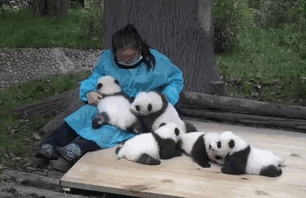 The World’s Best Job: This Woman Hugs Pandas And Is Paid $32,000 The World’s Best Job: This Woman Hugs Pandas And Is Paid $32,000