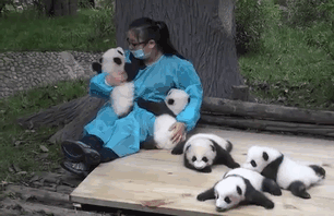 The World’s Best Job: This Woman Hugs Pandas And Is Paid $32,000 The World’s Best Job: This Woman Hugs Pandas And Is Paid $32,000