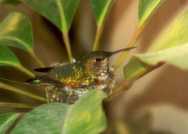 May 5: This hummingbird has a secret…