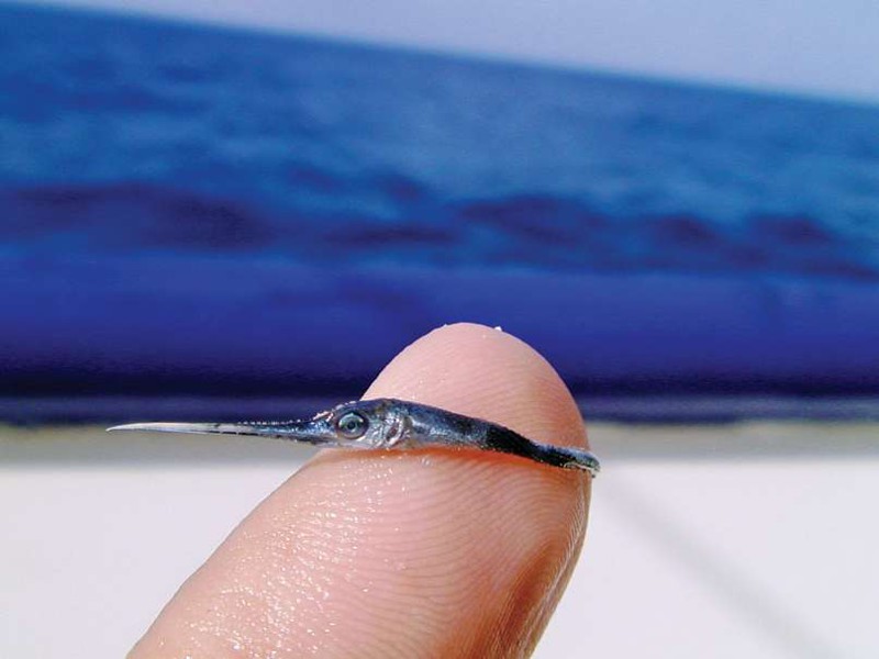 Here, have a photo of a ridiculously cute baby swordfish, because everyone needs to see this. 