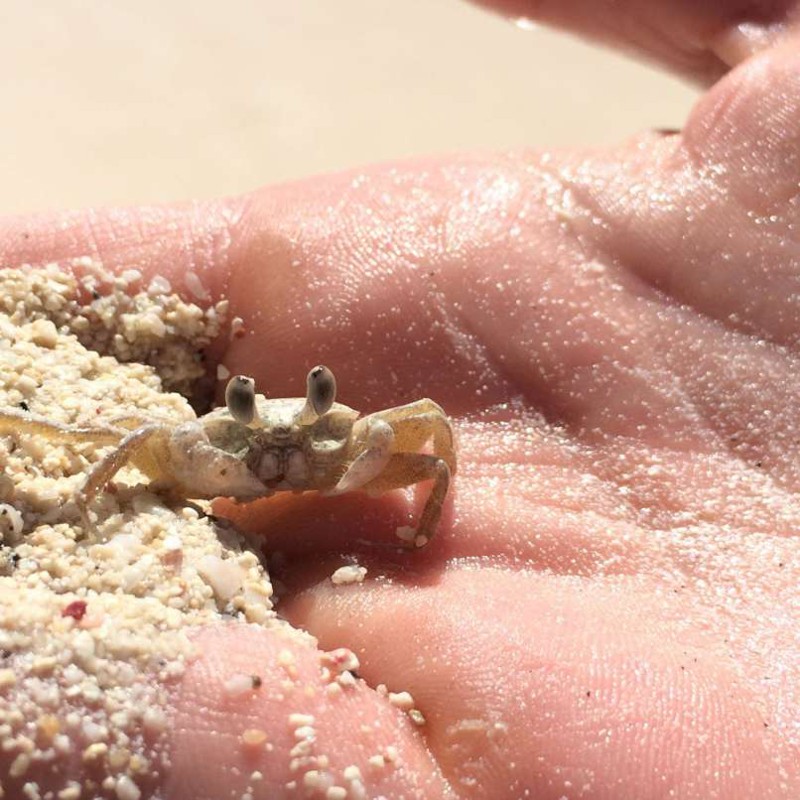 Who could say no to a mini baby crab?