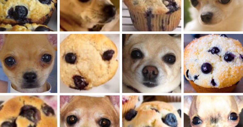 Chihuahua Or Muffin?