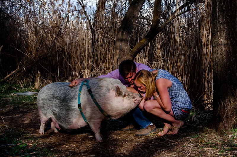 Pig Perfectly Photobombs All Of His Parents' Engagement Photos