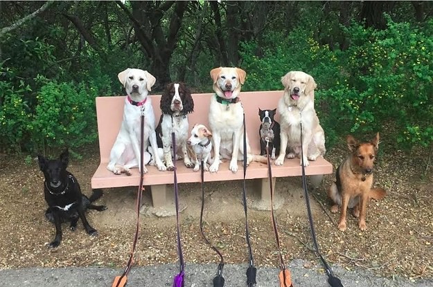 This Dog Walker Takes Awesome Posed Pictures Of His Pack
