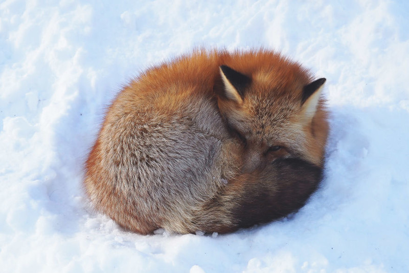  I Visited The Fox Village In Japan, The Fluffiest Place On Earth