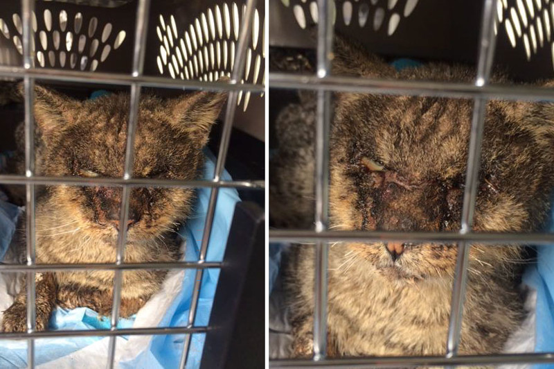 The poor thing suffered from sarcoptic mange, a condition that is highly contagious to both cats and humans