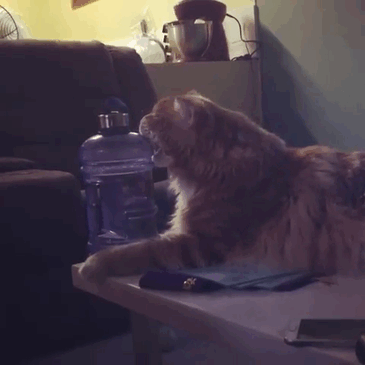 After the kitty’s picture was shared on Cats Of Instagram*, Omar became famous After the kitty’s picture was shared on Cats Of Instagram*, Omar became famous