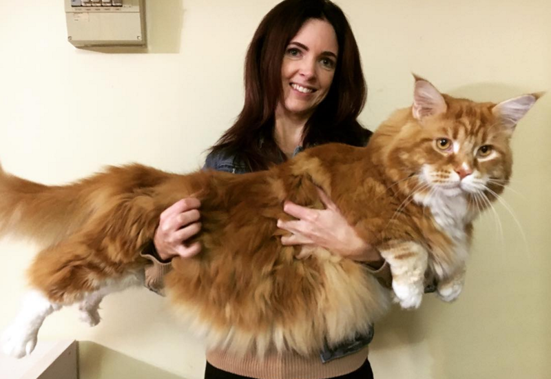 Cat owner Stephy Hirst from Australia always thought her kitty Omar was a big fellow