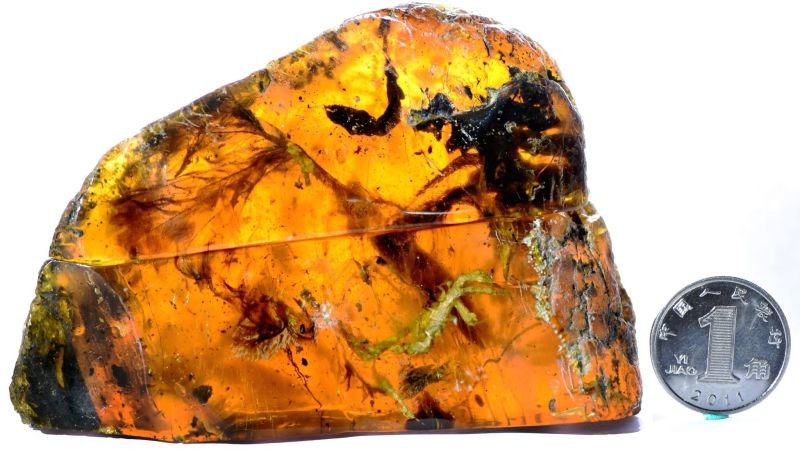 “Seeing this much of an animal preserved in amber is exciting,” study author Ryan McKellar told Gizmodo. “In this case we have the whole right side of the body.”