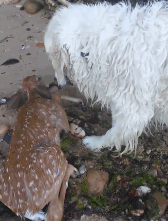 Storm and his owner stayed by the animal’s side until the rescuers arrived Storm and his owner stayed by the animal’s side until the rescuers arrived