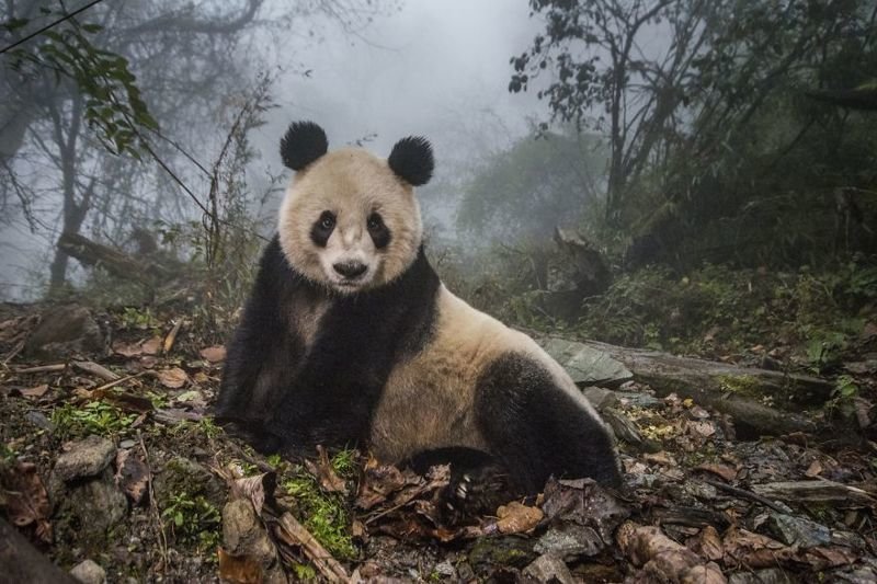 #10 Pandas Gone Wild By Ami Vitale (2nd In Animals In Their Environment Category)