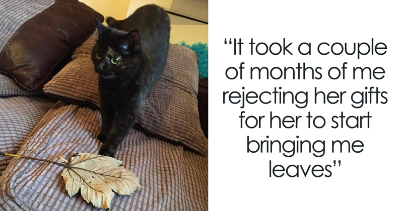 Cat Figures Out Owner Does Not Enjoy Her Live Gifts, Starts Bringing Giant Leaves Every Morning