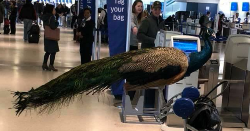This is Dexter the emotional support peacock, trying to board a flight from Newark to L.A.