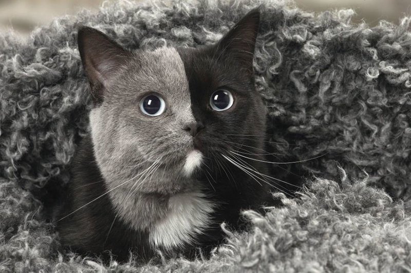 Rare Kitten Born With ‘Two Faces’ Grows Up Into The Most Beautiful Cat Ever