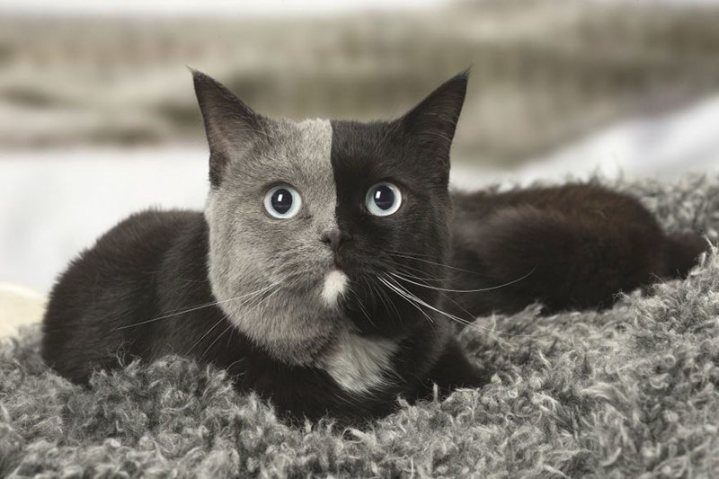Rare Kitten Born With ‘Two Faces’ Grows Up Into The Most Beautiful Cat Ever
