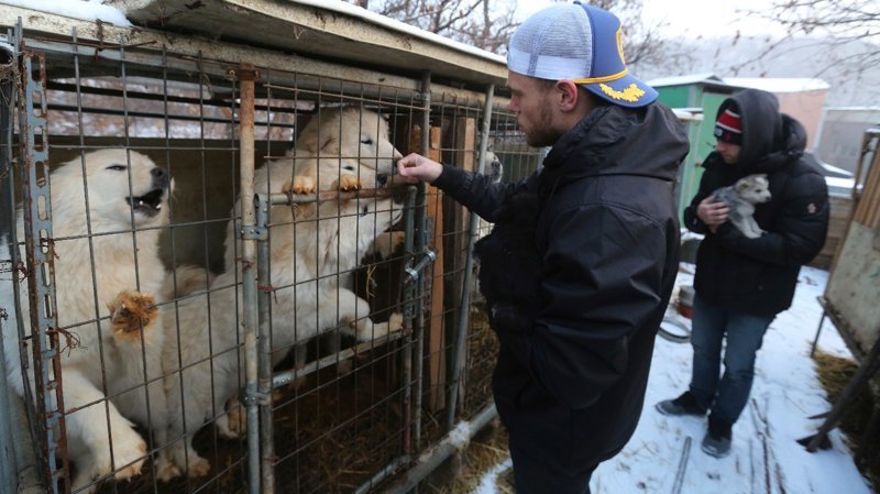 US Olympic Skier Gus Kenworthy Rescued 90 Dogs From Korean Dog Meat Farm