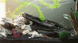 What only a month was a fish with mere minutes of life left in it, is now called Argo, because of his beautiful sail-like fins What only a month was a fish with mere minutes of life left in it, is now called Argo, because of his beautiful sail-like fins