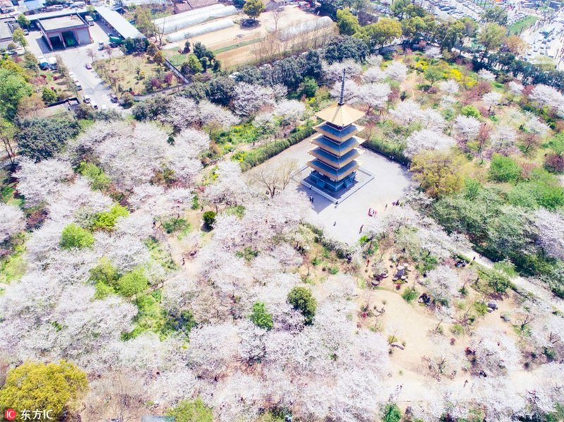 Cherry Blossoms Have Just Bloomed In China, And It’s Probably One Of The Most Amazing Sights On The