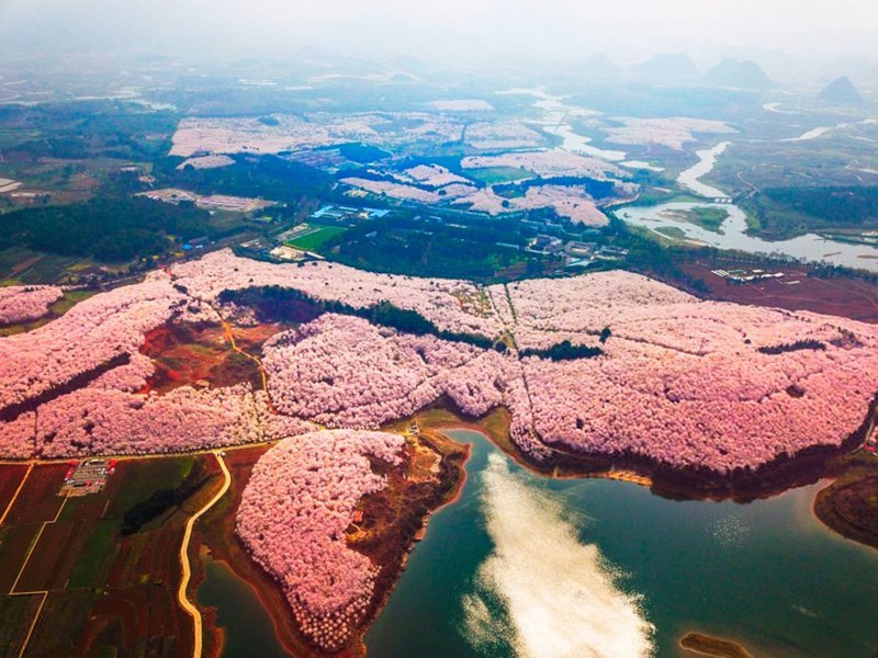 Cherry Blossoms Have Just Bloomed In China, And It’s Probably One Of The Most Amazing Sights On The