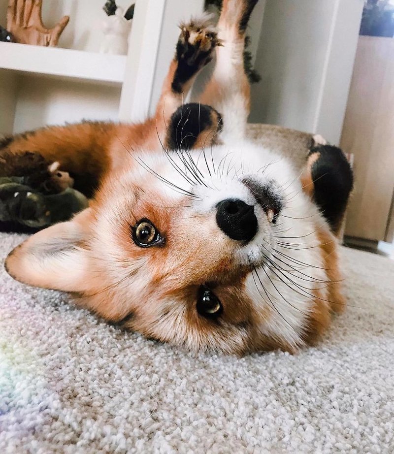 Here’s What It’s Like To Live With Juniper The World’s Happiest Fox