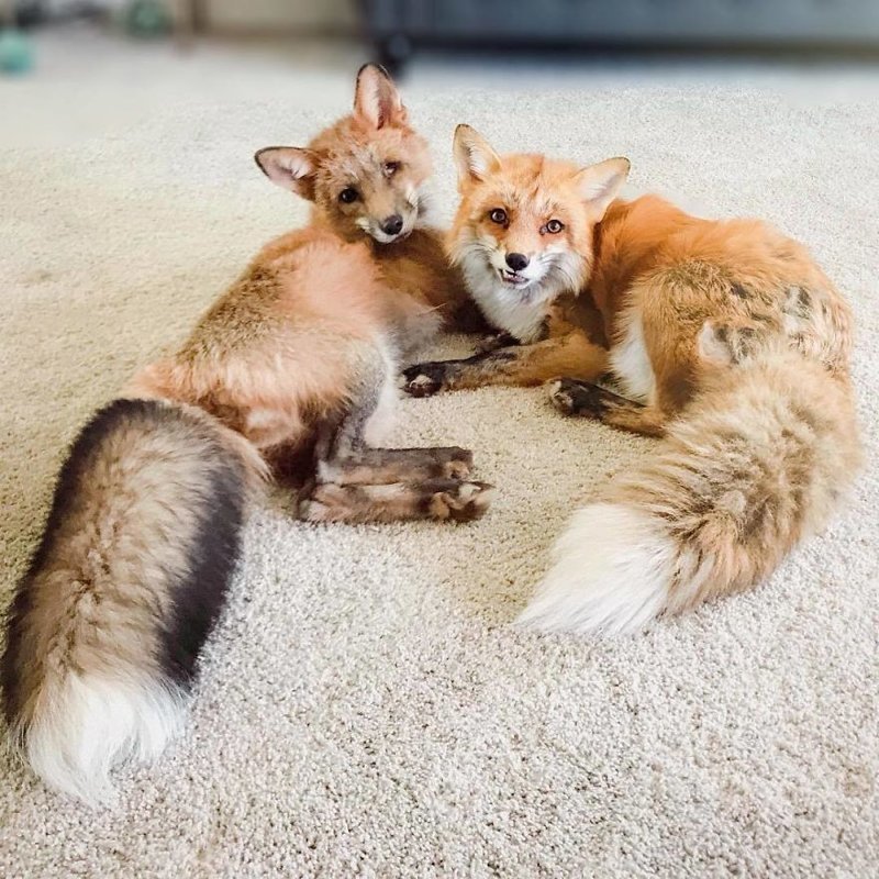 Here’s What It’s Like To Live With Juniper The World’s Happiest Fox