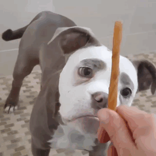Meet The Saddest Dog On The Internet Meet The Saddest Dog On The Internet