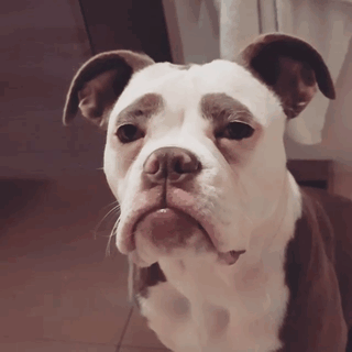 Meet The Saddest Dog On The Internet Meet The Saddest Dog On The Internet
