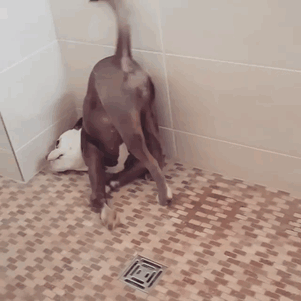 In fact, Madame is a very happy and goofy dog In fact, Madame is a very happy and goofy dog