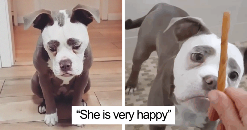 Meet The Saddest Dog On The Internet