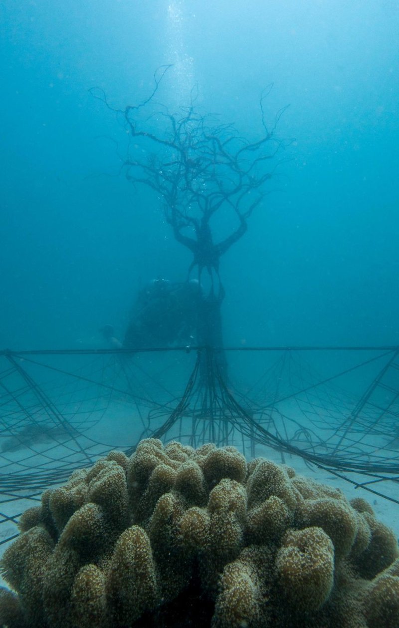 Finally 10 meters below the surface of the ocean, the Tree of Life stands