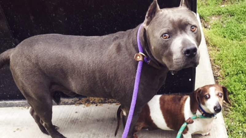 This is 6-year-old pit bull Blue Dozer and dachshund OJ, his blind buddy