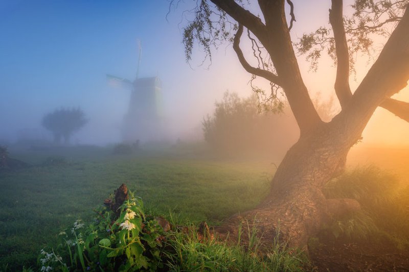#7 Beautiful Old Trees Combined With The Windmills And A Foggy Atmosphere Make For A Magical Moment