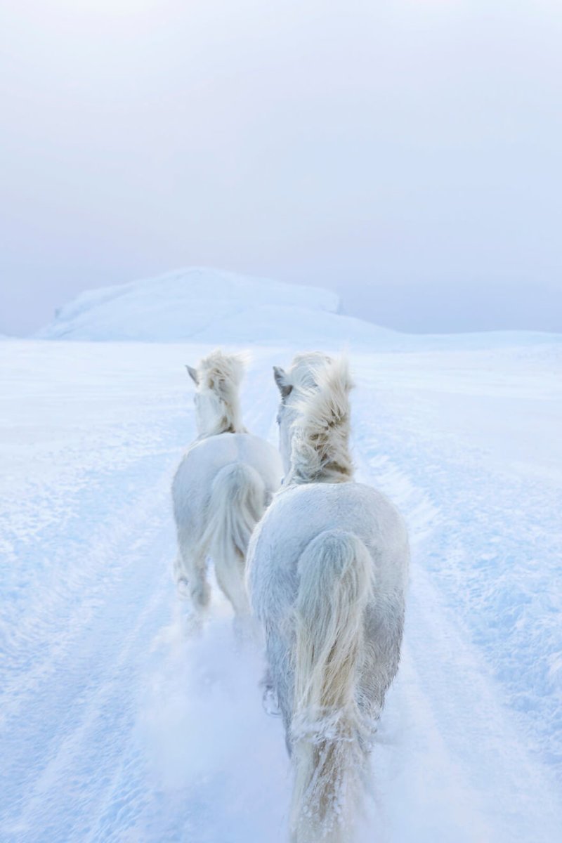 Fairytale-Like Pictures Of Horses Living In Extreme Iceland Conditions