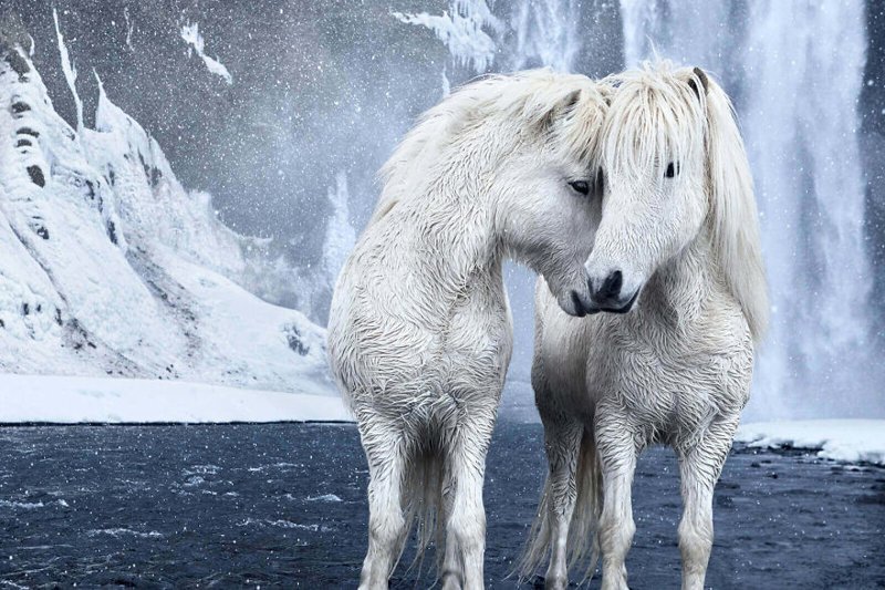 Photographer Drew Doggett’s enchanting photo series, In the Realm of Legends, captures the beauty of Icelandic horses