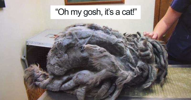 Someone Dumped a Cat At a Shelter Overnight In a Terrible Condition