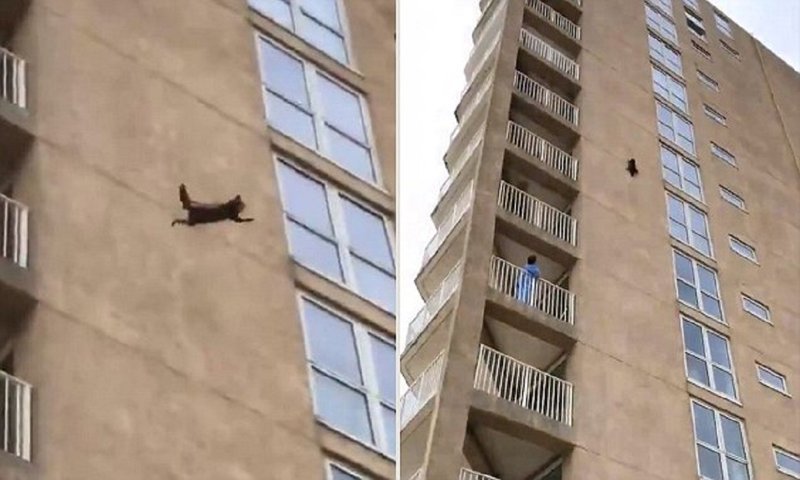Heart-stopping moment a raccoon scales nine stories of a New Jersey apartment