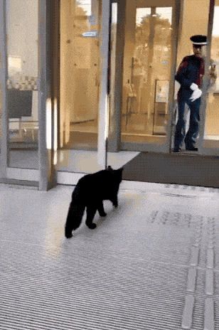 Two Cats In Japan Have Been Trying To Sneak Into A Museum For Years Two Cats In Japan Have Been Trying To Sneak Into A Museum For Years