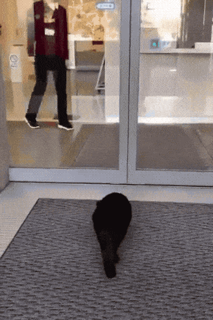 In March of last year, the same black neighbourhood cat returned In March of last year, the same black neighbourhood cat returned