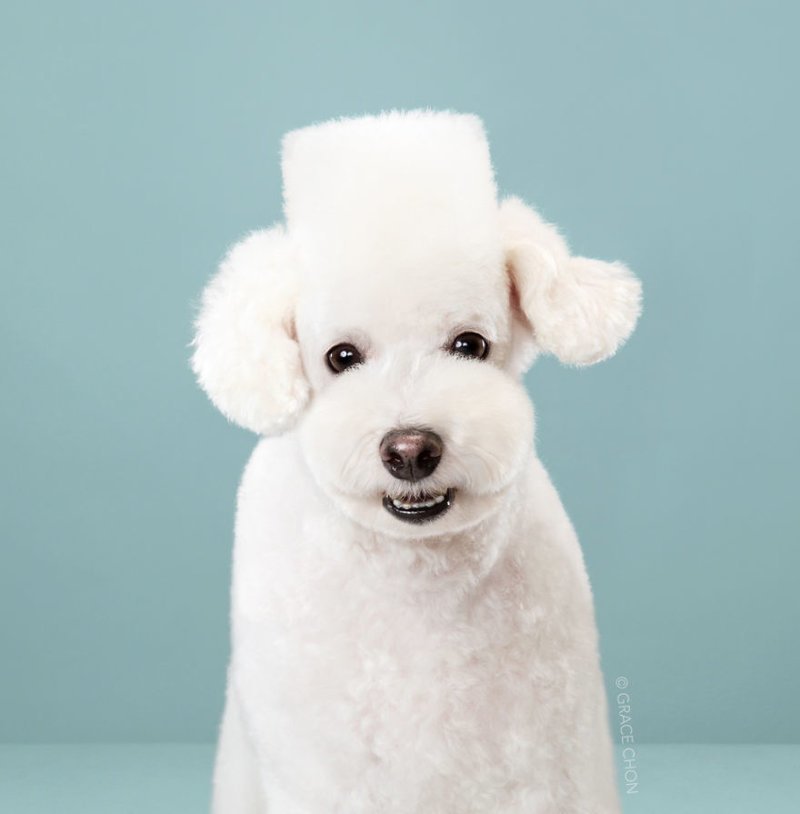 Herman After (grooming by Patricia Sugihara)
