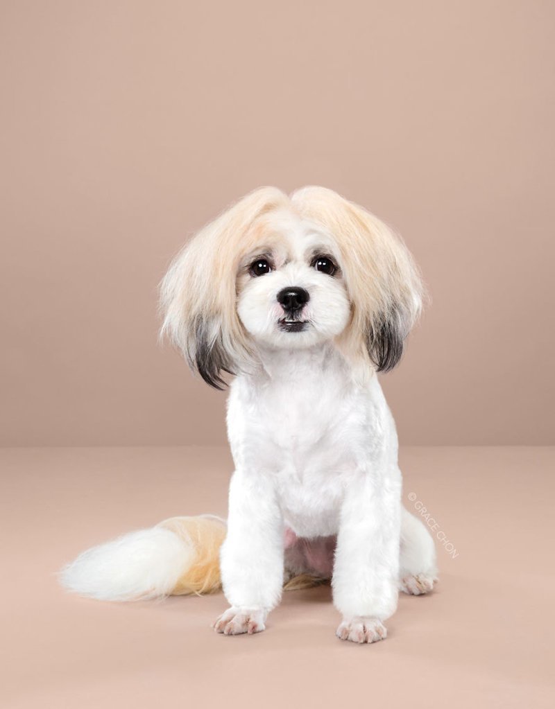 7 Dogs Before And After A Visit To The Hair Salon