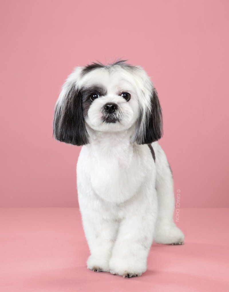 7 Dogs Before And After A Visit To The Hair Salon