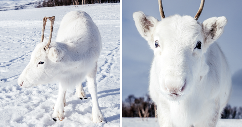 Photographer Captures Extremely Rare White Baby Reindeer While Hiking In Norway