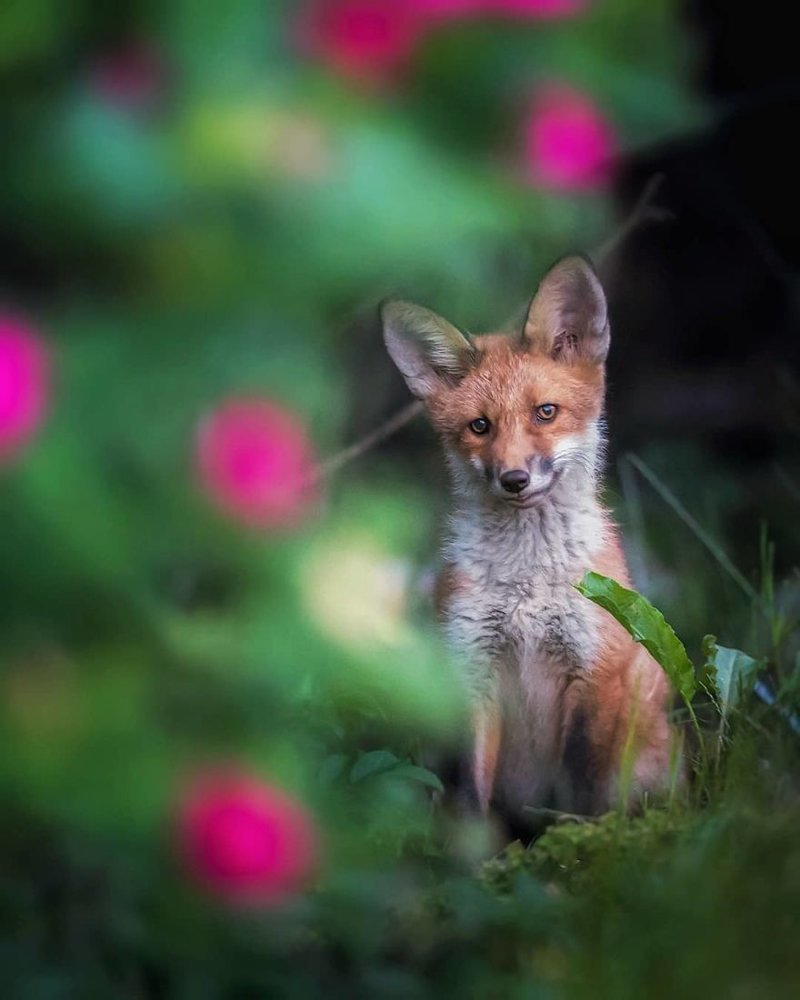 Finnish Photographer Proves Fairy Forests Are Real In Finland