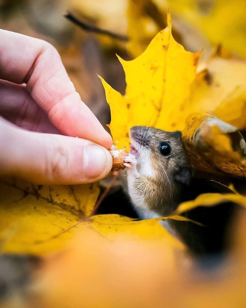 Finnish Photographer Proves Fairy Forests Are Real In Finland