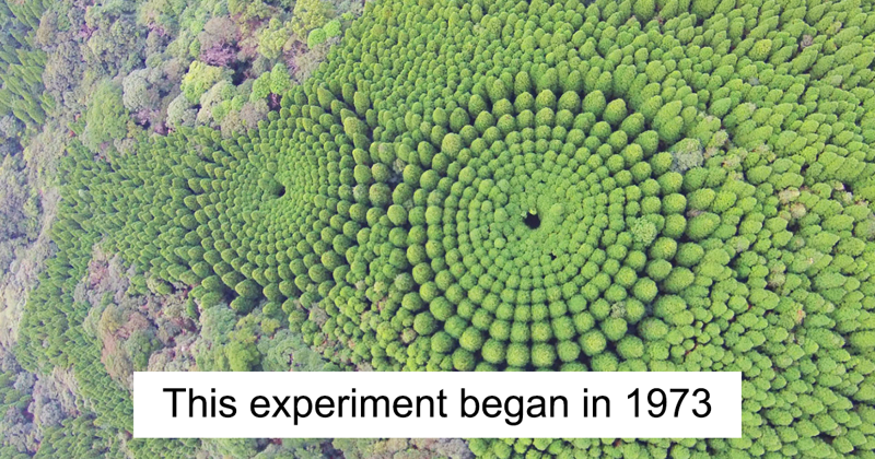 Japanese Experiment That Took Half A Century Ended In Amazing Tree ‘Crop Circles’